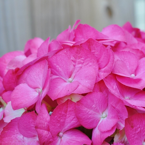 Meet your Posher, Marie - Picture 2 of 2